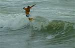 (07) Dscf3822 (bushfish - morning surf 1).jpg    (1000x640)    213 KB                              click to see enlarged picture